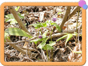 �t���[��