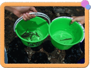 �t���[��